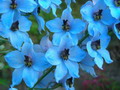 Gartenpflege Rittersporn im Herbst teilen (zum vergroessern klicken)