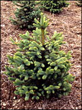 Weihnachtsbaum mit Wurzel