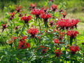 garten pflanzen ziergras mit roter indianernessel tn