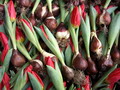 Garten im Herbst Zwiebelblumen pflanzen