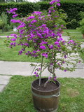 Garten - Pflanzen - Bougainvillea (zum vergroessern klicken)