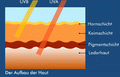 Der Aufbau der Haut / zum vergrössern klicken